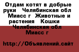 Отдам котят в добрые руки - Челябинская обл., Миасс г. Животные и растения » Кошки   . Челябинская обл.,Миасс г.